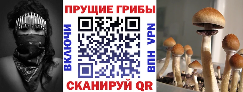 купить   Северо-Курильск  Галлюциногенные грибы Magic Shrooms 